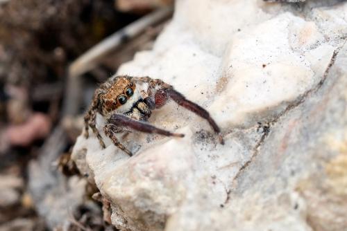 Réf. 342 841 : Neaetha membrosa
